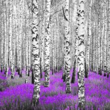 Fotobehang - Purple asylum