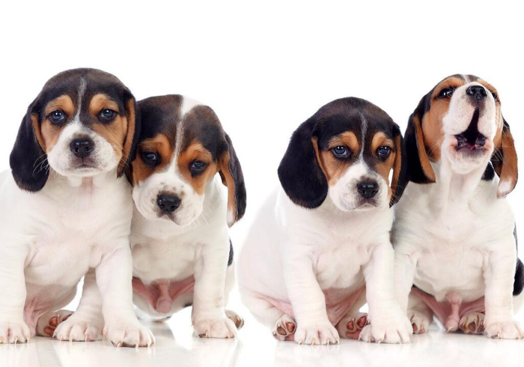 Fotobehang - Sad Puppies - Afbeelding 2