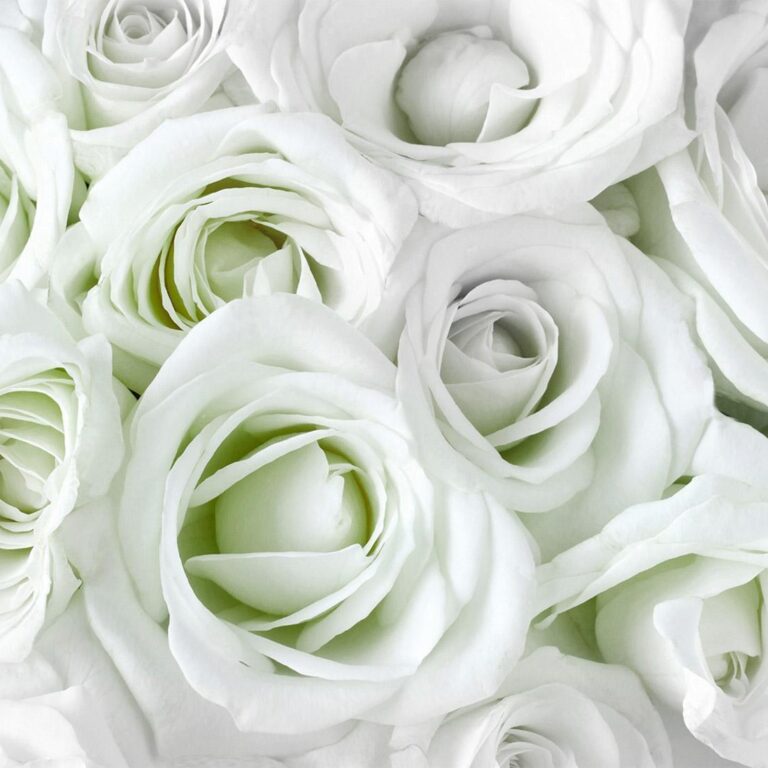 Fotobehang - Satin Rose (Green)