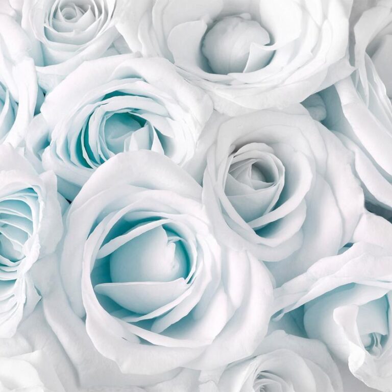 Fotobehang - Satin Rose (Turquoise)