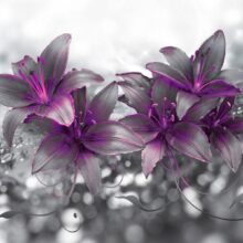 Fotobehang - Secret of the Lily