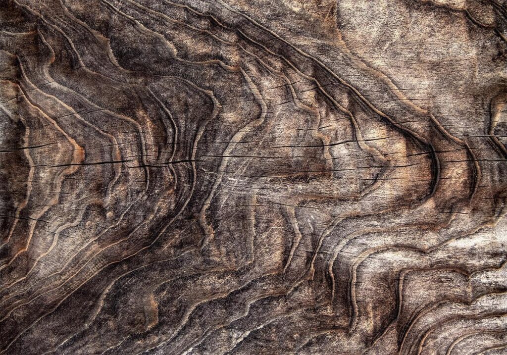 Fotobehang - Signs of the times - an abstract background with the wrinkled bark of an old tree - Afbeelding 2