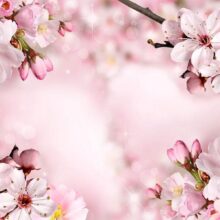 Fotobehang - Spring Cherry Blossom