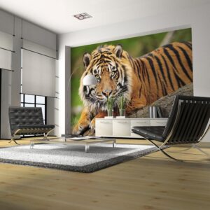Fotobehang - Sumatran tiger