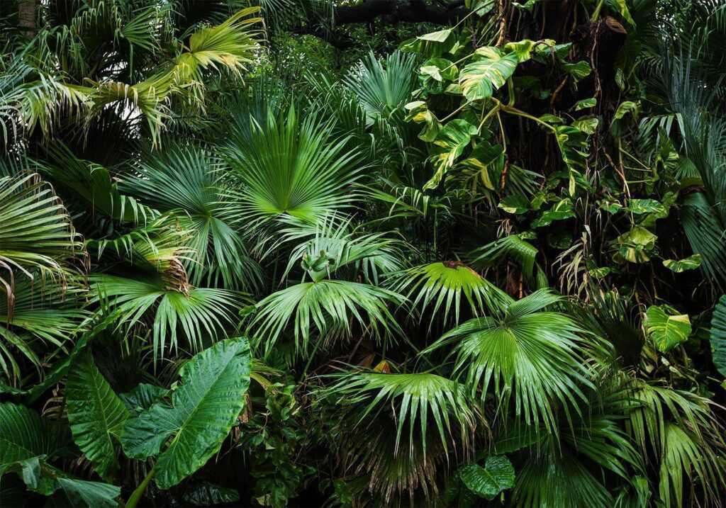 Fotobehang - Sunny Jungle