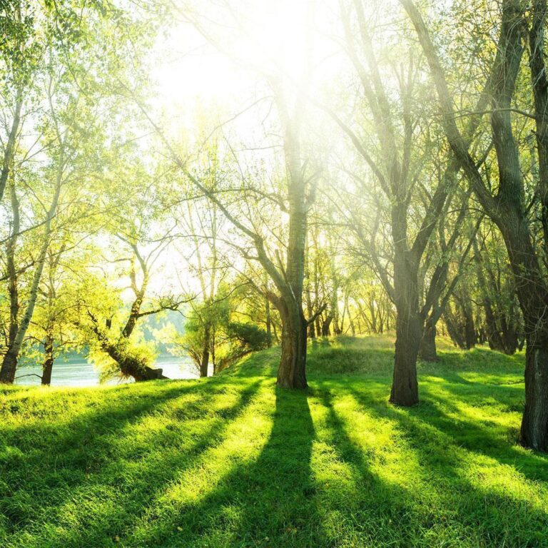 Fotobehang - Sunny May Day