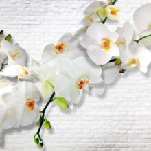 Fotobehang - The Urban Orchid