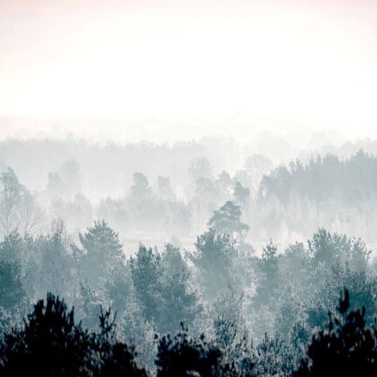 Fotobehang - Winter Forest