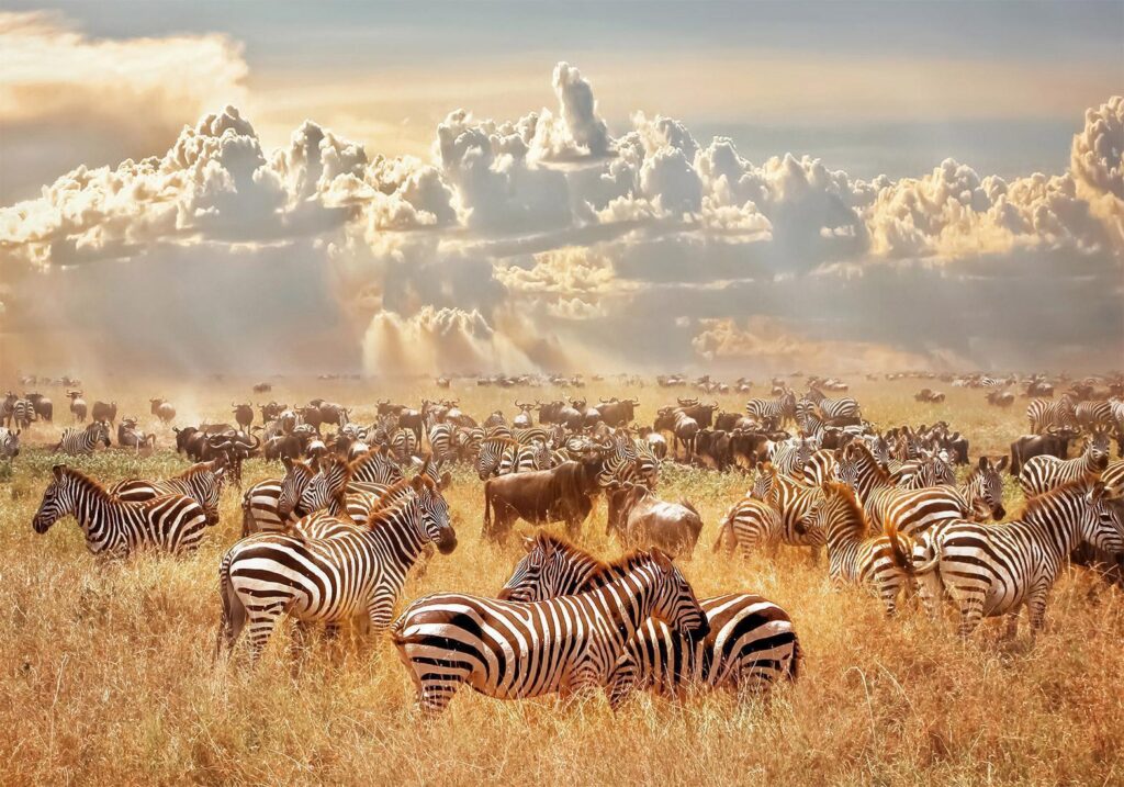Fotobehang - Zebra Land