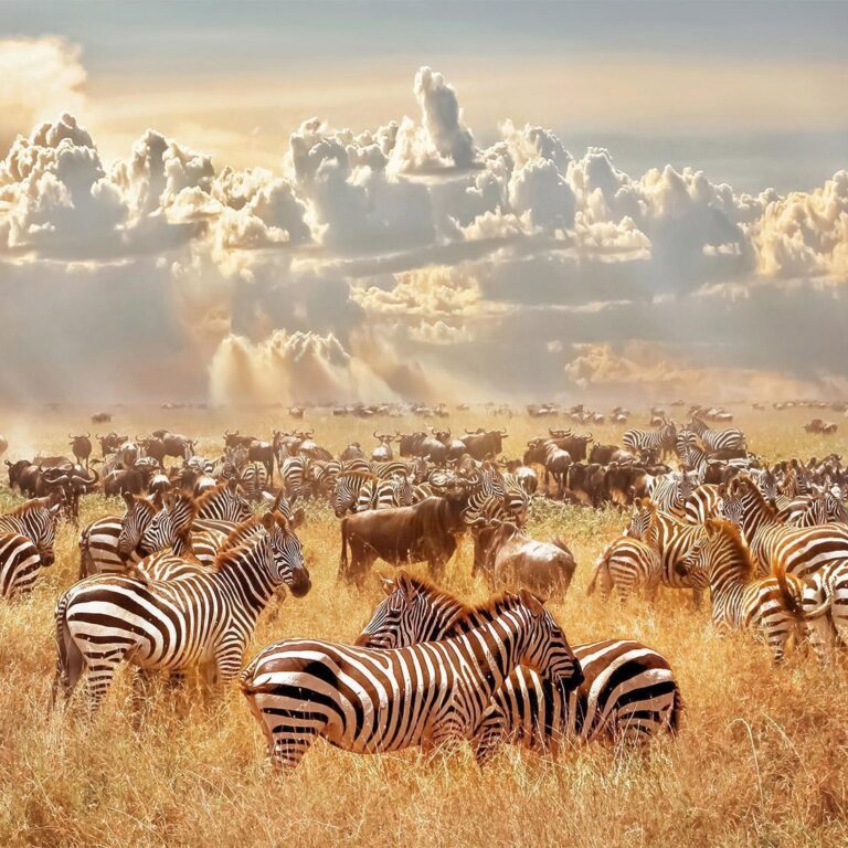 Fotobehang - Zebra Land