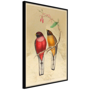 Ornithologist's Drawings