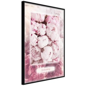 Scent of Peonies