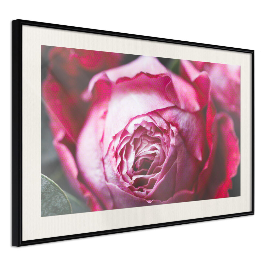 Blooming Rose - Afbeelding 2