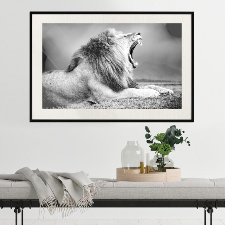 Yawning Lion