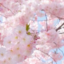 Alternative view of Foto behang Pink Blossoms 00155
