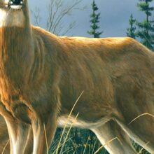 Alternative view of Foto behang Autumn Whitetails 00151